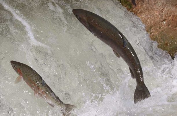 April 9, 2026 Rainbow Trout Corbetts Dam 0612