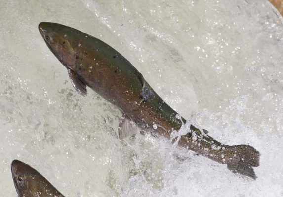 April 9, 2026 Rainbow Trout Corbetts Dam 0613