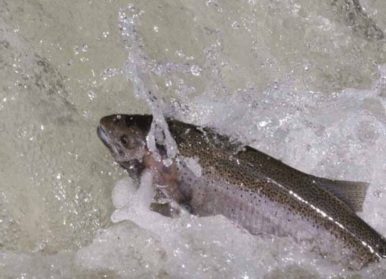 April 9, 2026 Rainbow Trout Corbetts Dam 0614