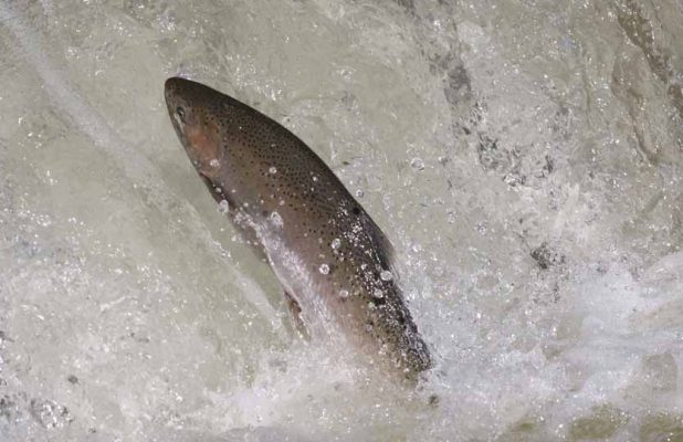 April 9, 2026 Rainbow Trout Corbetts Dam 0615