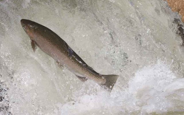 April 9, 2026 Rainbow Trout Corbetts Dam 0616
