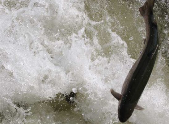 April 9, 2026 Rainbow Trout Corbetts Dam 0617