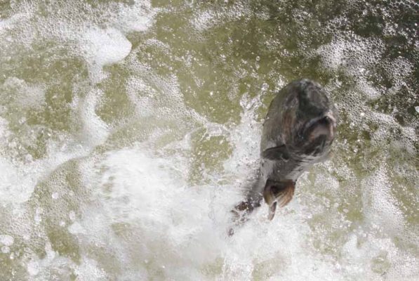 April 9, 2026 Rainbow Trout Corbetts Dam 0618