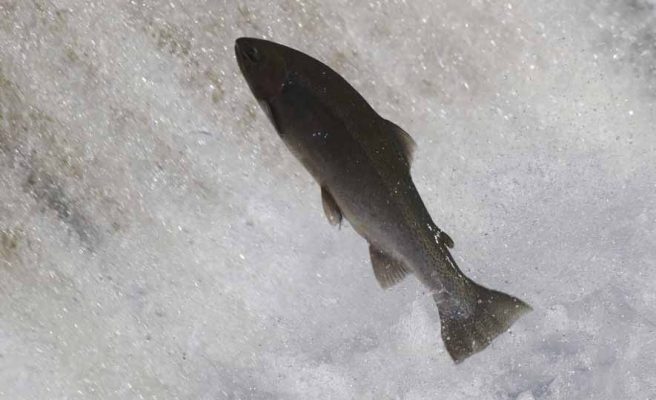 April 9, 2026 Rainbow Trout Corbetts Dam 0619