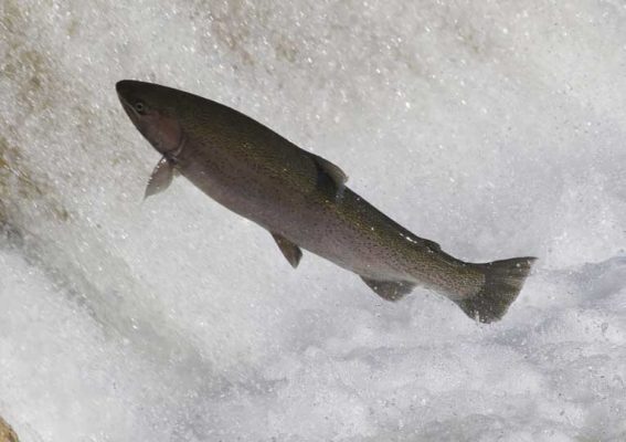 April 9, 2026 Rainbow Trout Corbetts Dam 0620