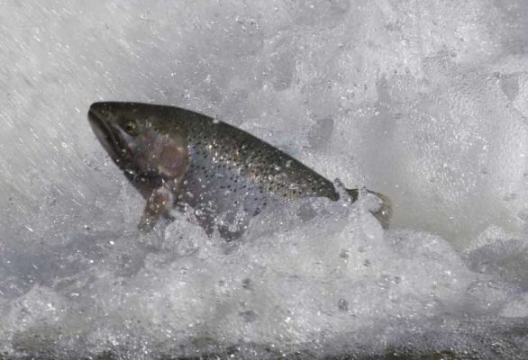 April 9, 2026 Rainbow Trout Corbetts Dam 0621