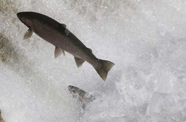 April 9, 2026 Rainbow Trout Corbetts Dam 0622