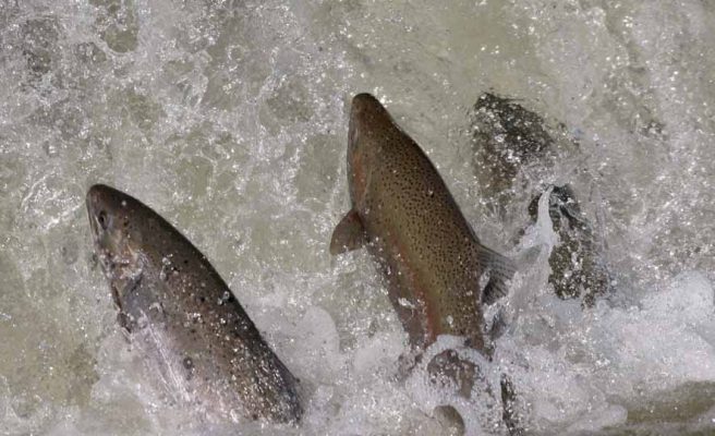 April 9, 2026 Rainbow Trout Corbetts Dam 0623