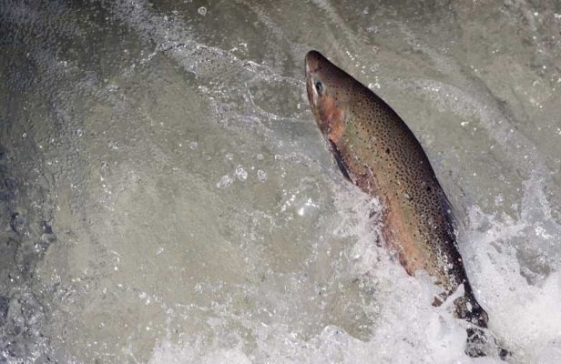 April 9, 2026 Rainbow Trout Corbetts Dam 0624
