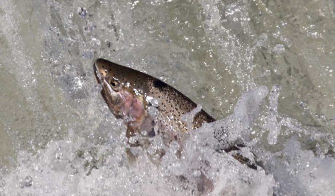 April 9, 2026 Rainbow Trout Corbetts Dam 0625