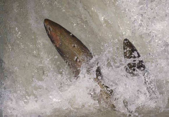 April 9, 2026 Rainbow Trout Corbetts Dam 0626
