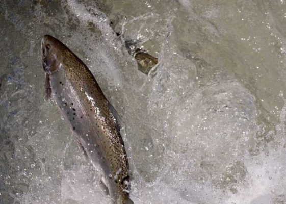 April 9, 2026 Rainbow Trout Corbetts Dam 0627