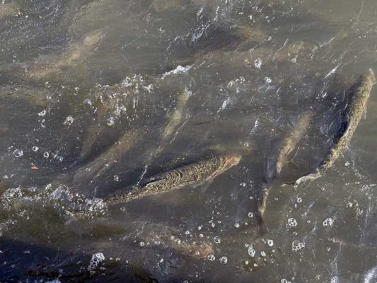 April 9, 2026 Rainbow Trout Corbetts Dam 0628.JPEG