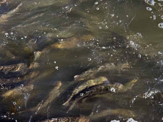 April 9, 2026 Rainbow Trout Corbetts Dam 0629