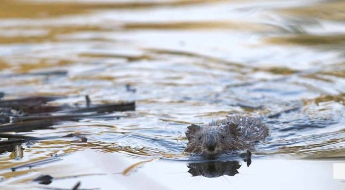 May 1, 2026 Nawautin Sanctuary Muskrat 690
