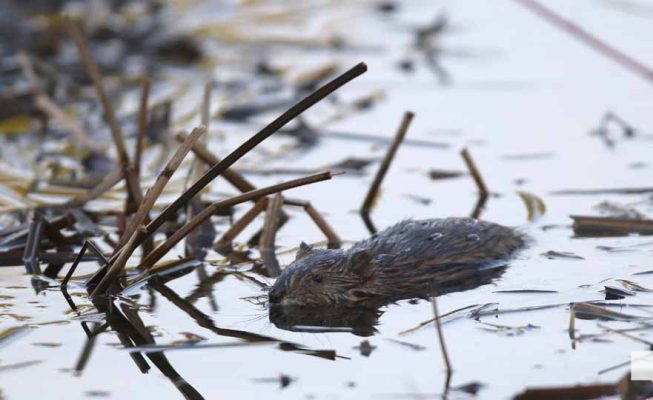 May 1, 2026 Nawautin Sanctuary Muskrat 693