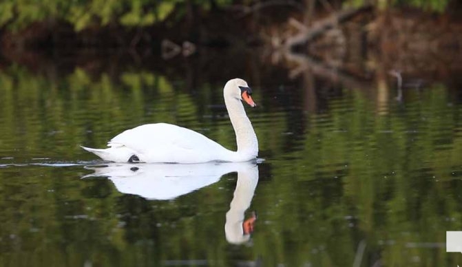 May 1, 2026 Nawautin Sanctuary Swan 688
