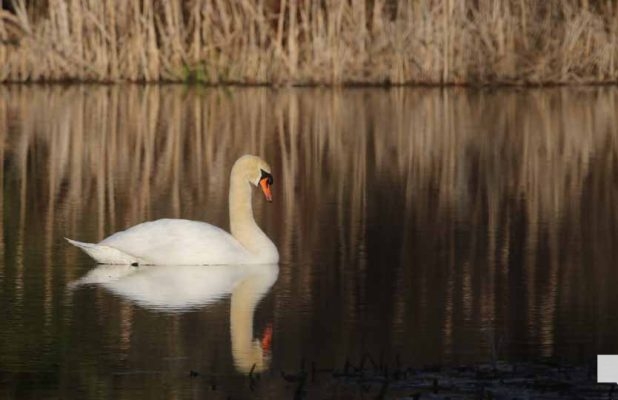 May 1, 2026 Nawautin Sanctuary Swan 689