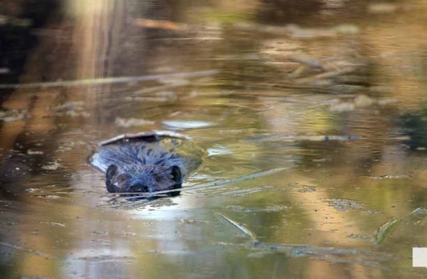May 13, 2026 Nawautin Sanctuary beaver 734