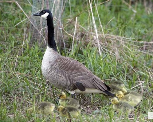 May 13, 2026 Nawautin Sanctuary geese gosling 737