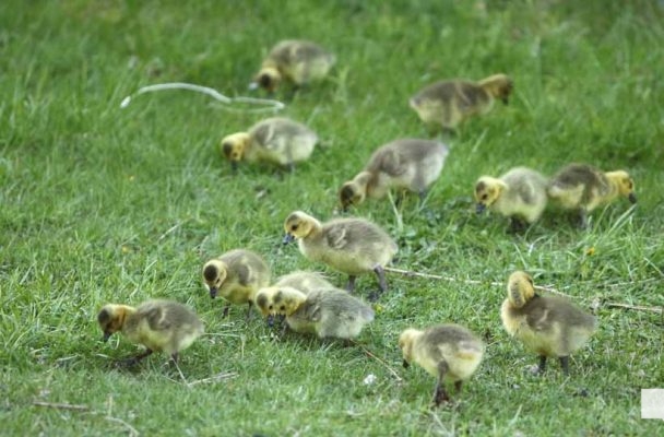 May 13, 2026 Nawautin Sanctuary geese gosling 738