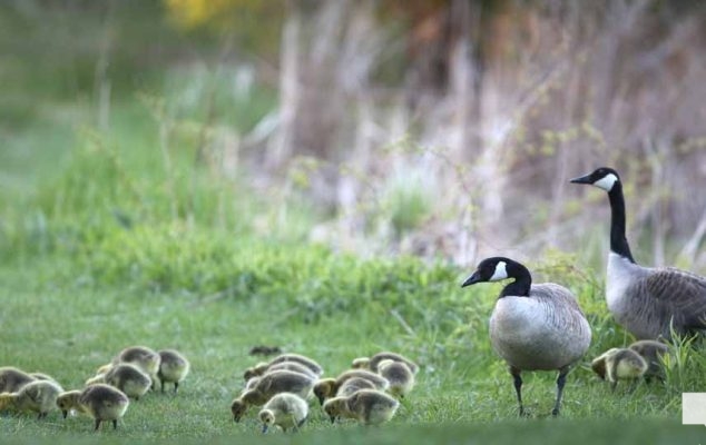 May 13, 2026 Nawautin Sanctuary geese gosling 739