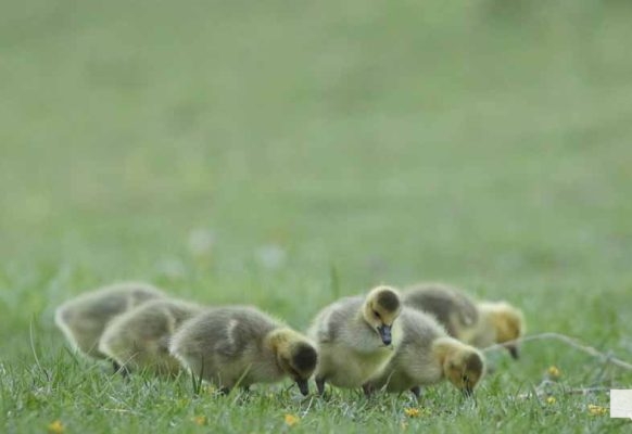 May 13, 2026 Nawautin Sanctuary geese gosling 740