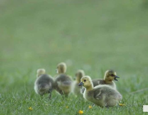 May 13, 2026 Nawautin Sanctuary geese gosling 741