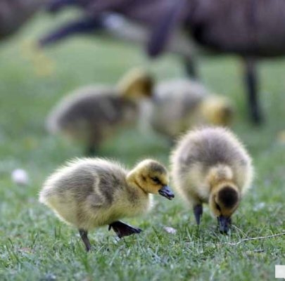 May 13, 2026 Nawautin Sanctuary geese gosling 742