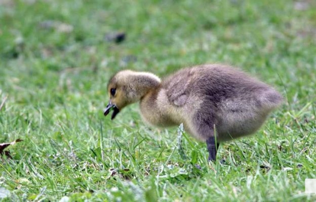 May 13, 2026 Nawautin Sanctuary geese gosling 743
