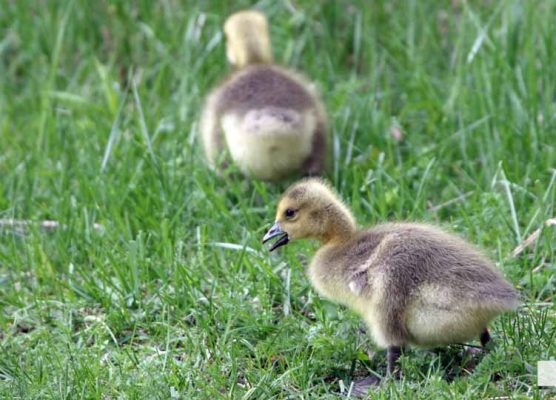 May 13, 2026 Nawautin Sanctuary geese gosling 744