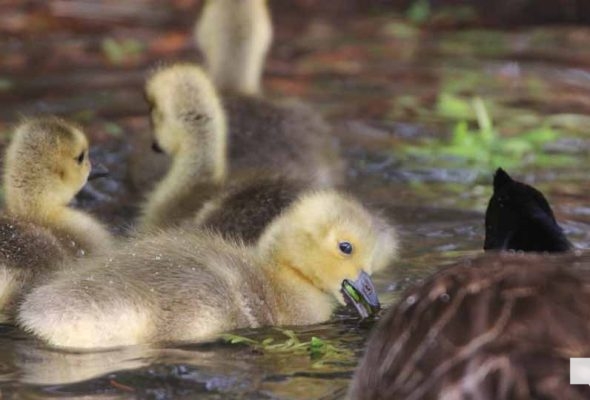 May 13, 2026 Nawautin Sanctuary geese gosling 745