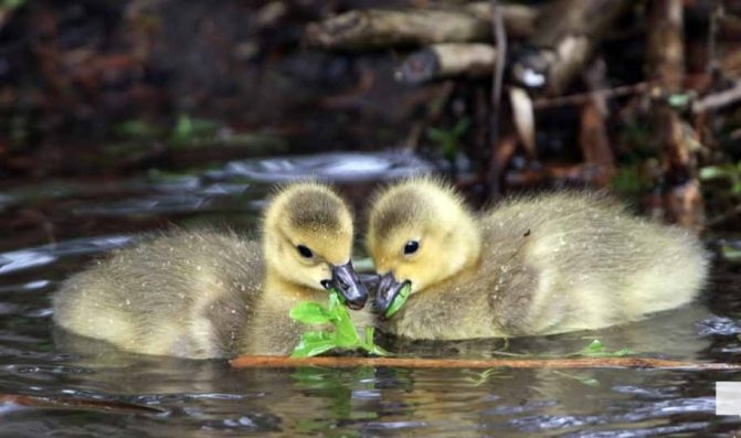 May 13, 2026 Nawautin Sanctuary geese gosling 746