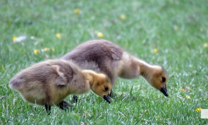 May 13, 2026 Nawautin Sanctuary geese gosling 748