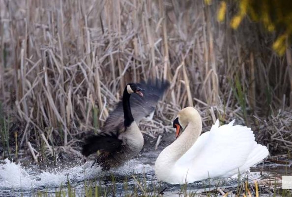 May 13, 2026 Nawautin Sanctuary swan 750