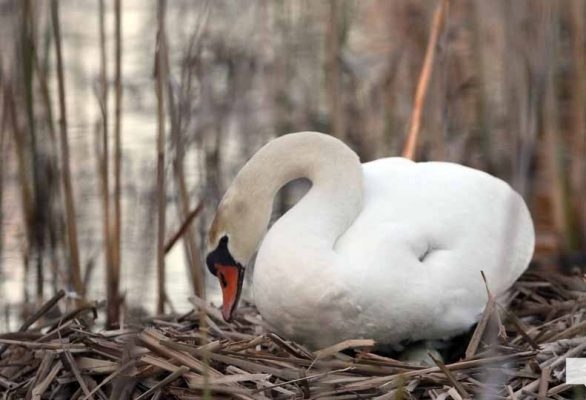 May 13, 2026 Nawautin Sanctuary swan 751