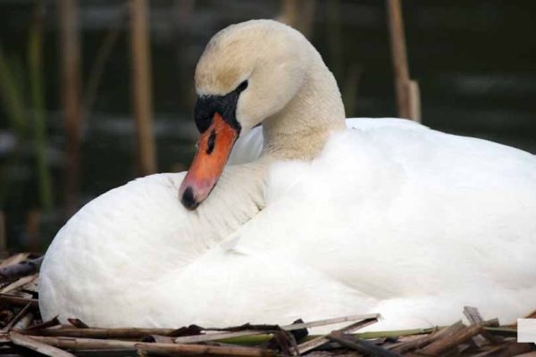 May 13, 2026 Nawautin Sanctuary swan 752