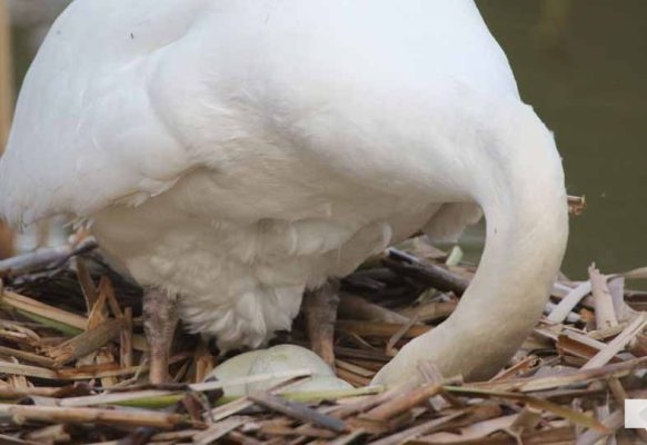May 13, 2026 Nawautin Sanctuary swan 754