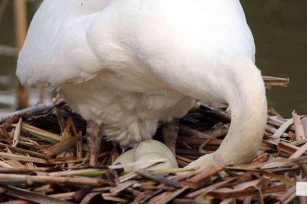 May 13, 2026 Nawautin Sanctuary swan 755