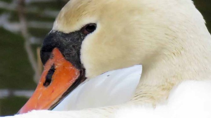 May 13, 2026 Nawautin Sanctuary swan 758