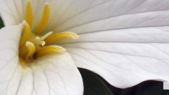 May 13, 2026 Nawautin Sanctuary trillium 760
