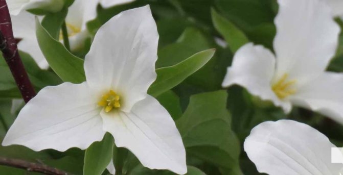 May 13, 2026 Nawautin Sanctuary trillium 761