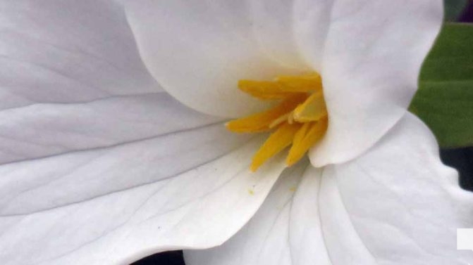 May 13, 2026 Nawautin Sanctuary trillium 762