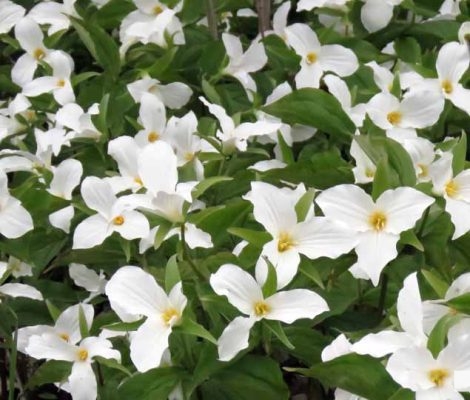 May 13, 2026 Nawautin Sanctuary trillium 763