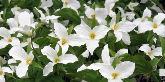 May 13, 2026 Nawautin Sanctuary trillium 764