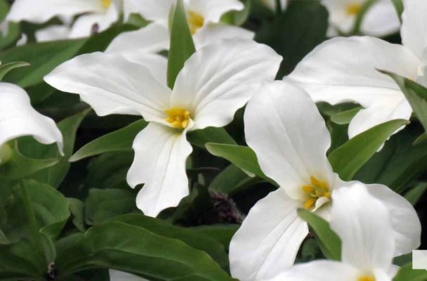 May 13, 2026 Nawautin Sanctuary trillium 765