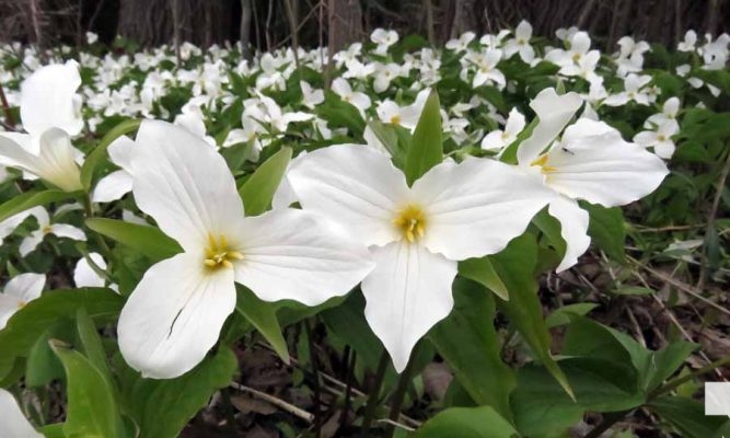May 13, 2026 Nawautin Sanctuary trillium 767