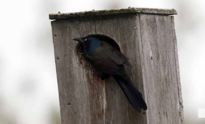 May 16, 2026 Bird House 573