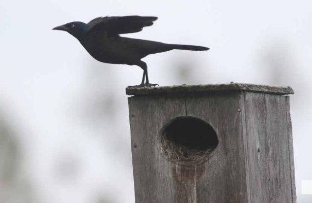 May 16, 2026 Bird House 574
