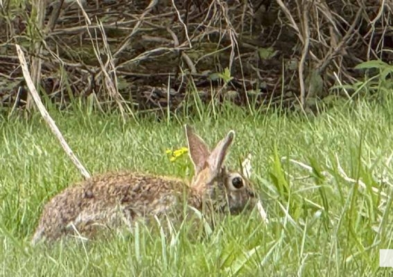 May 16, 2026 Rabbit 597
